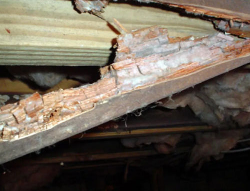 The Dangers of Leaving Water Damage Untreated